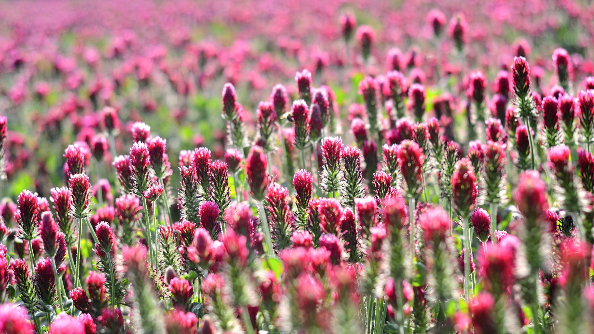 Field of red clover