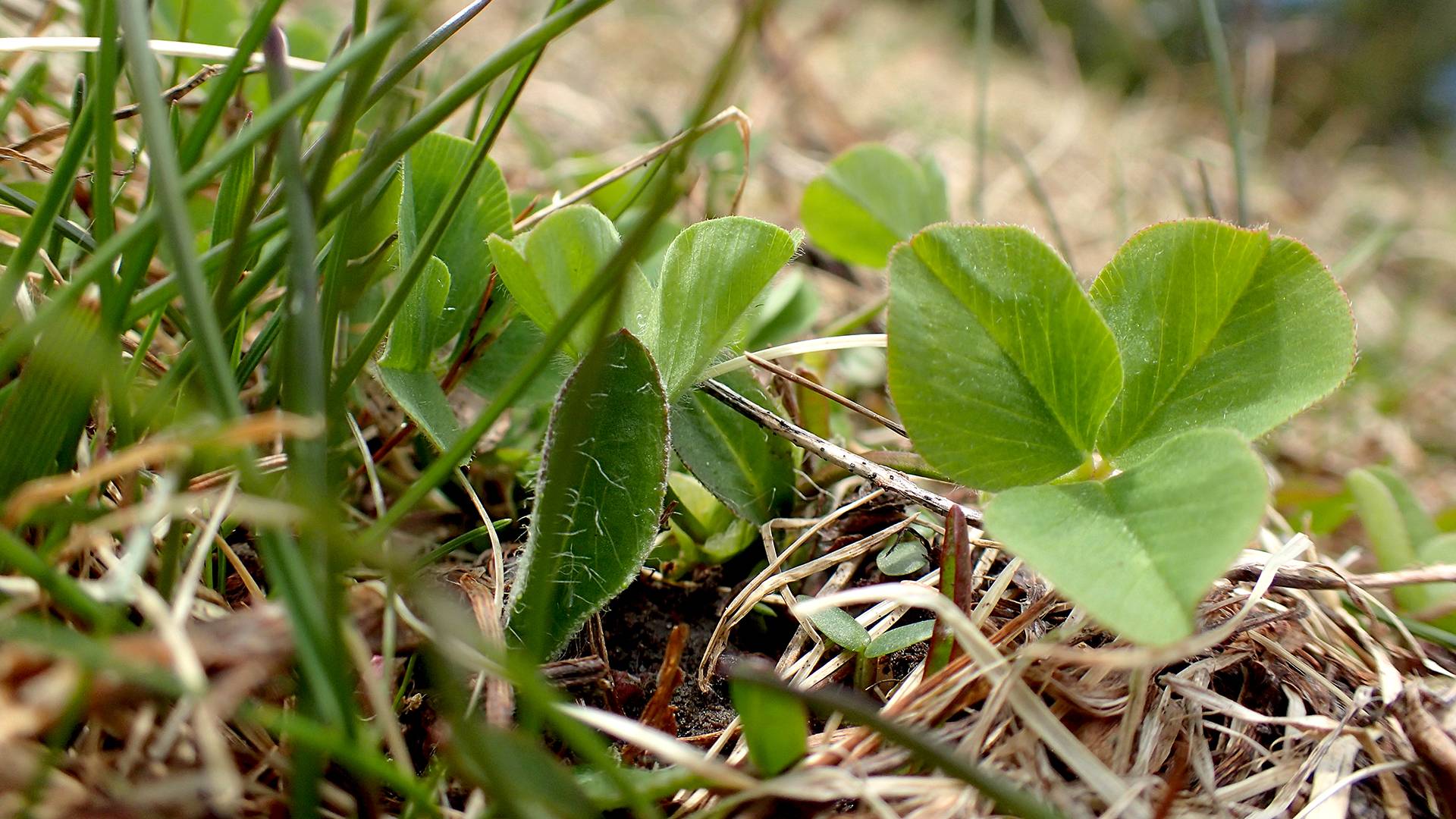 Variety of sprouting plants