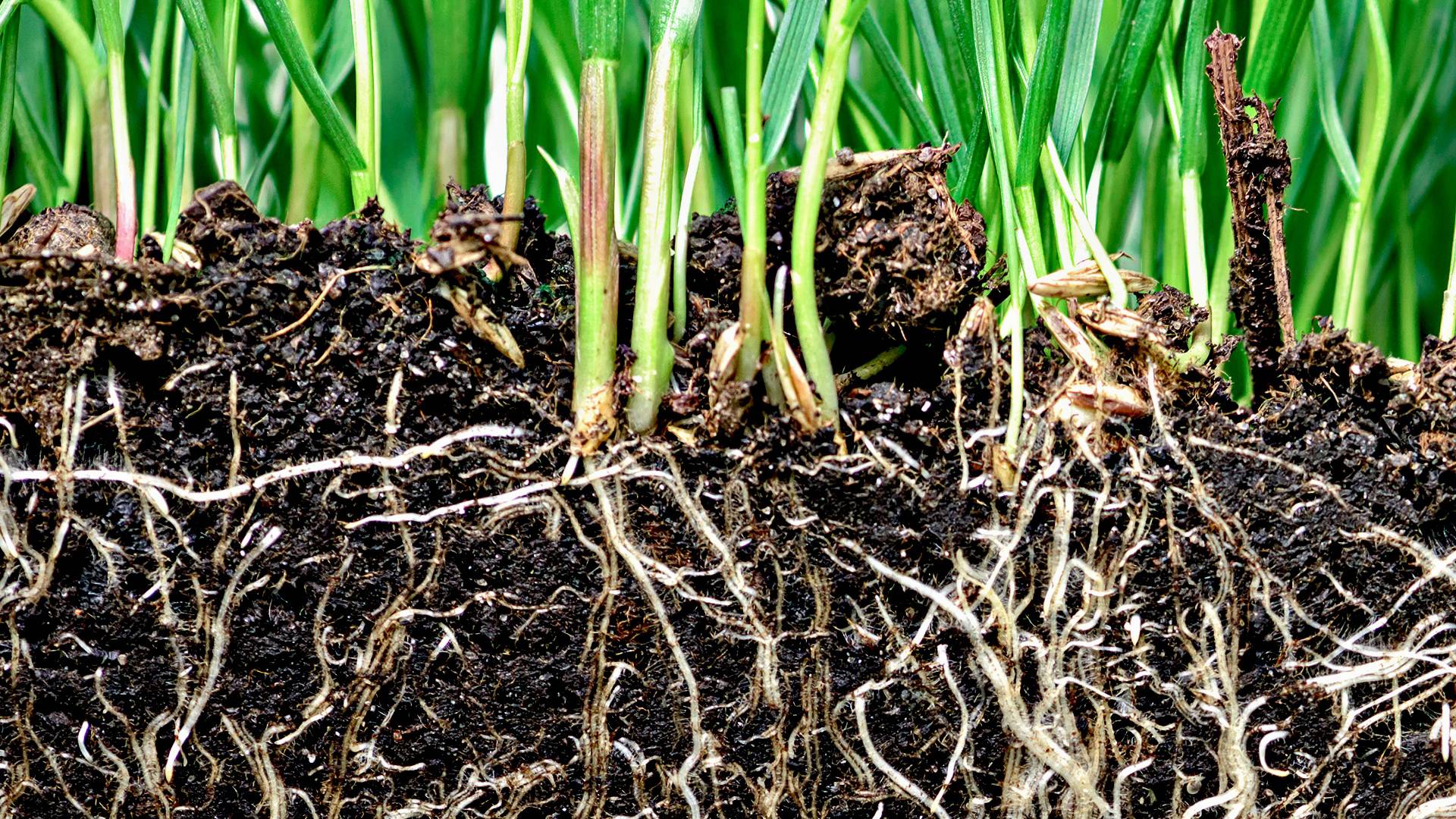Roots of green plants intertwined in rich moist soil