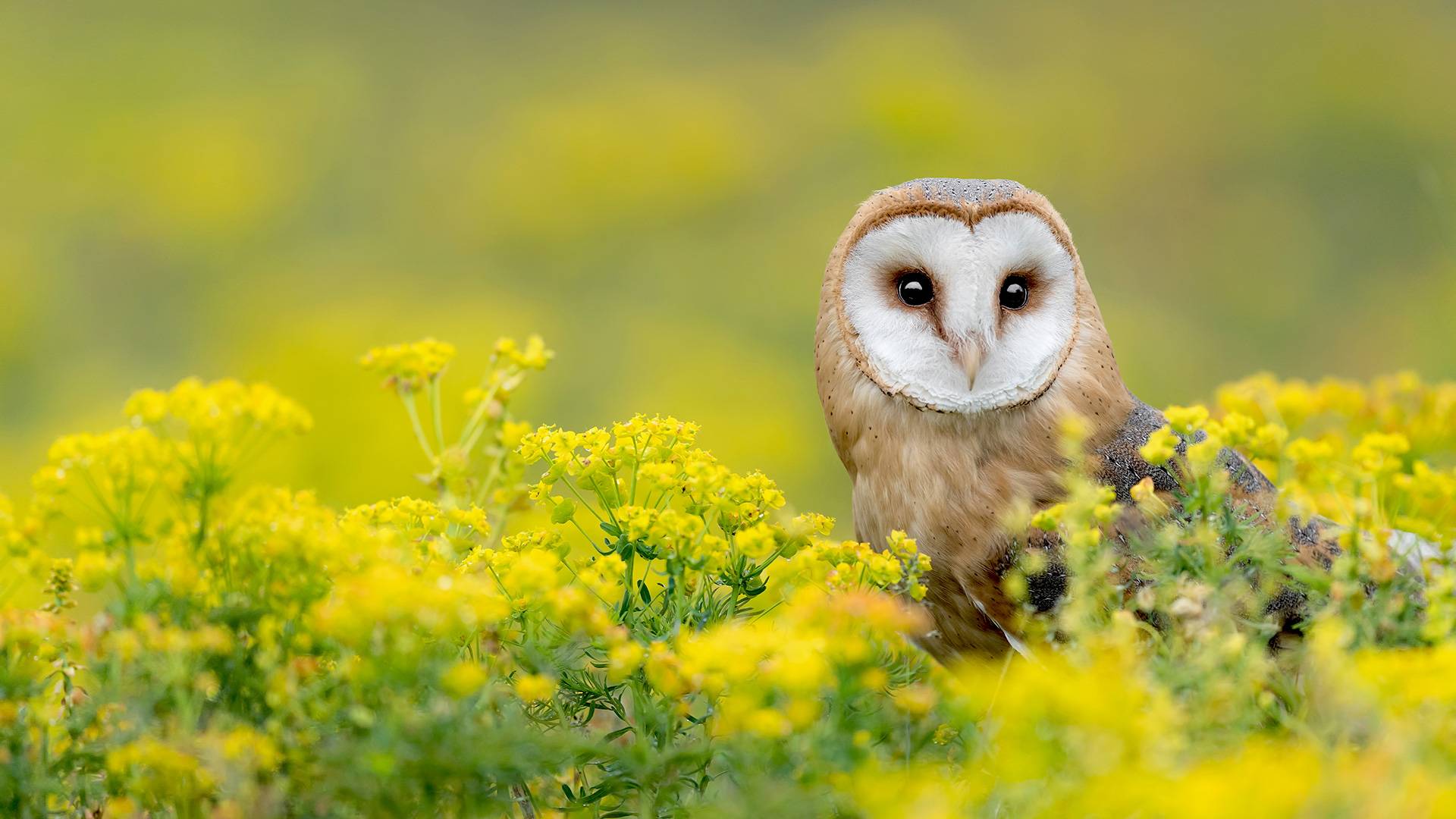 Barn owl in field with yellow plants