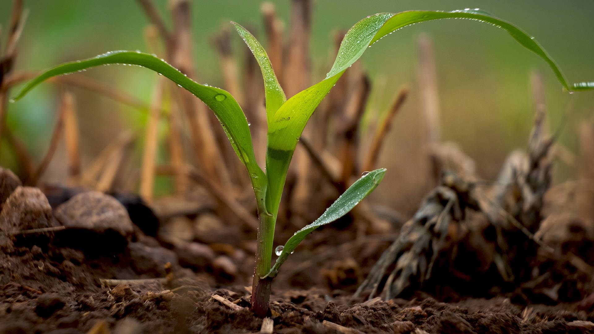Closeup of corn sprouting in untilled field