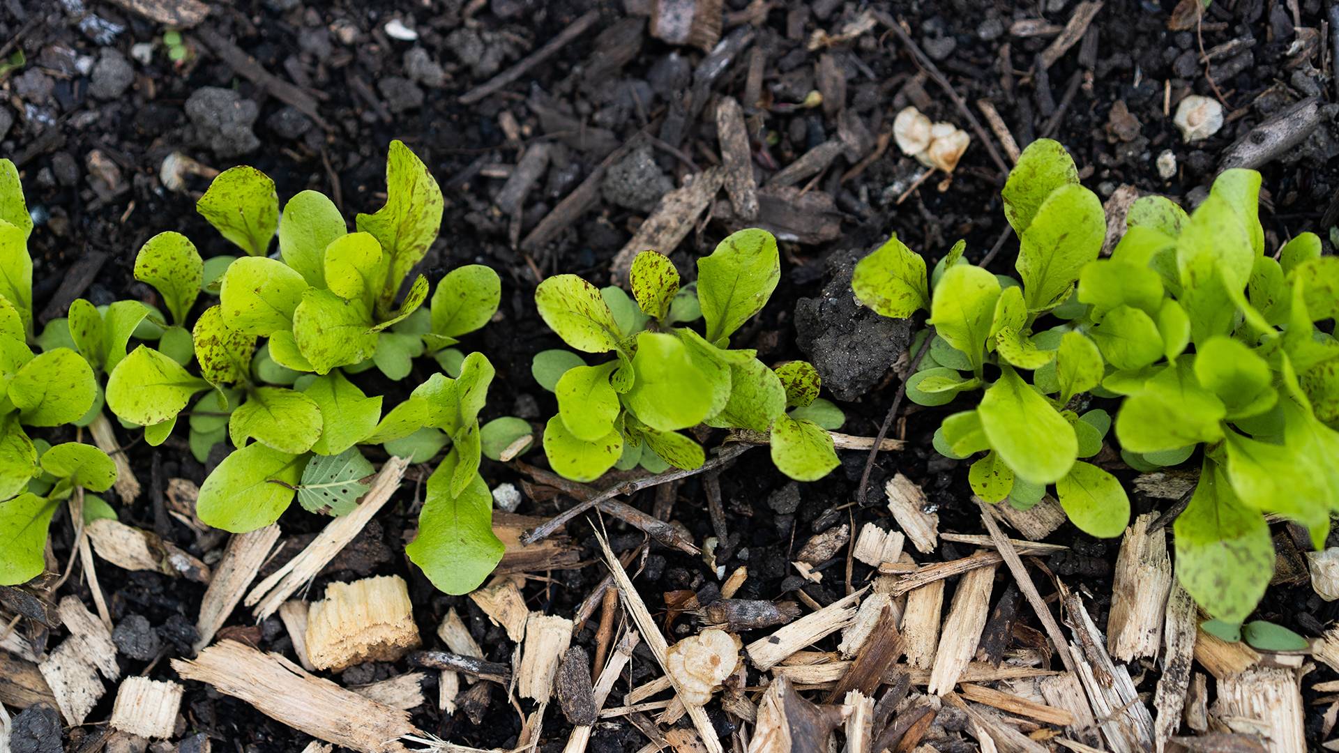 Plants sprouting in mulch covered soil