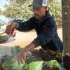 Man with baseball cap watering lettuce