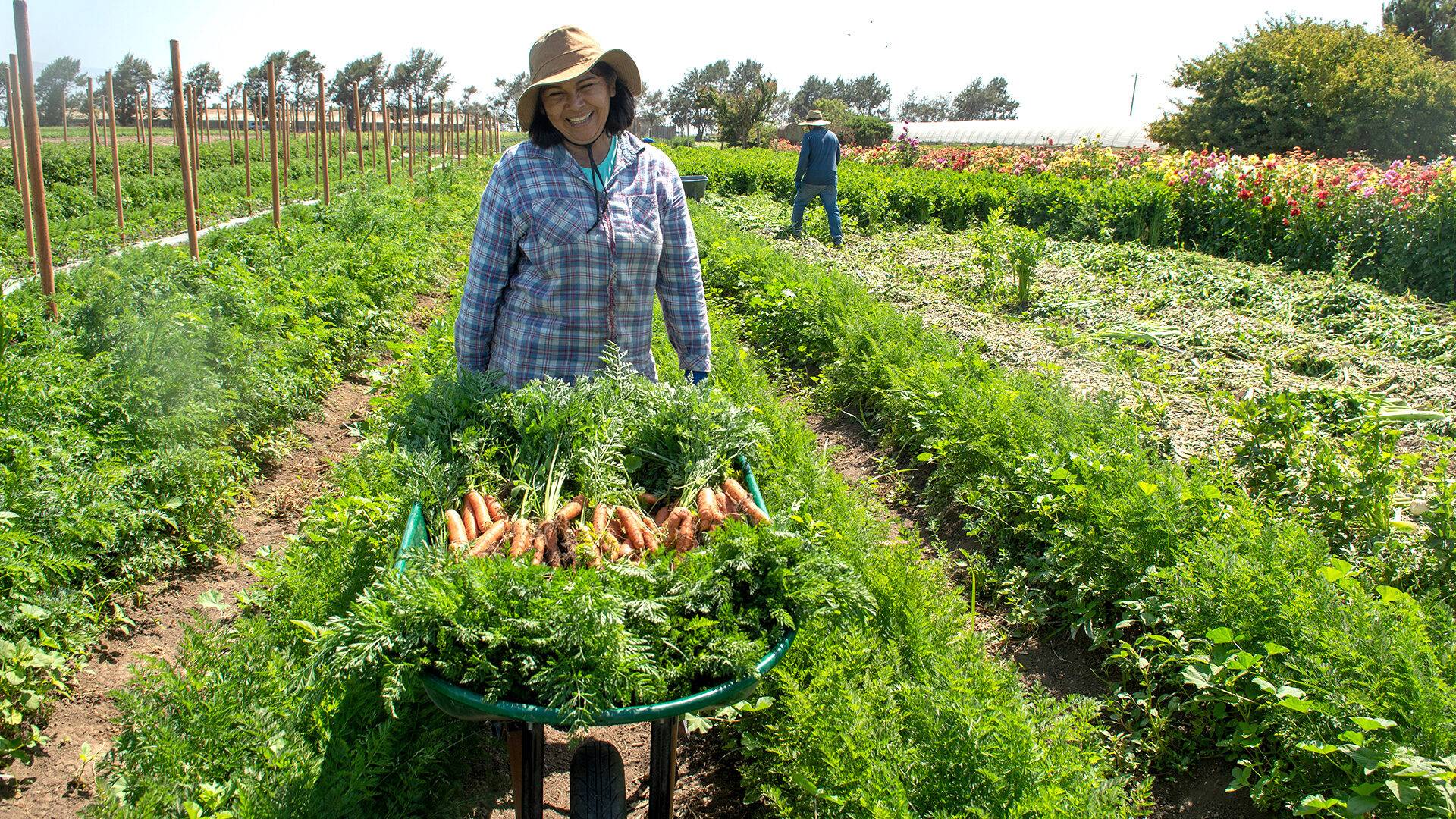 Smiling woman with hat in field with rows ofcarrots holding wheelbarrow full of harvested carrots. 