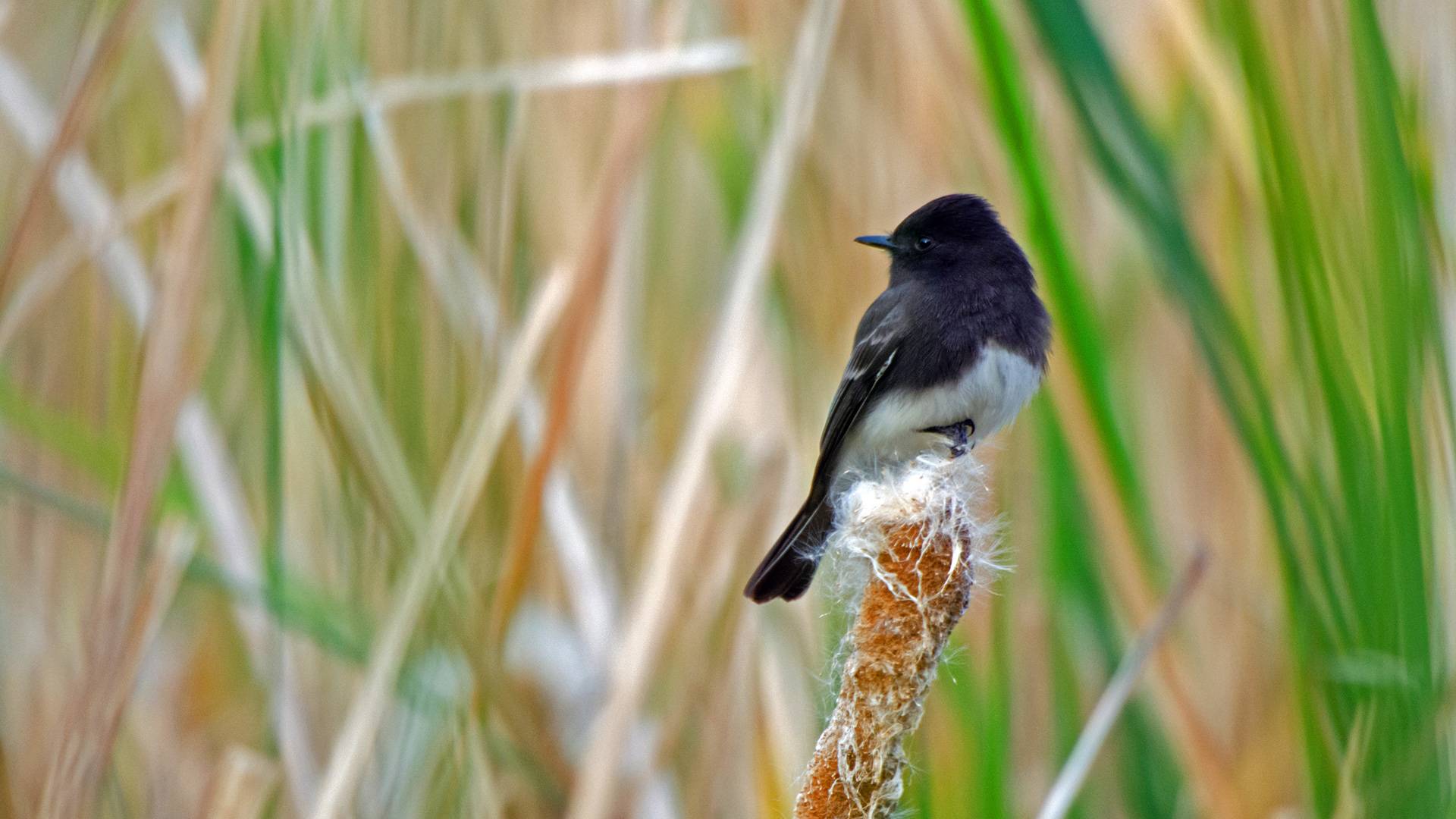 Black phoebe perched on fuzzy brown plant in front of blurred field of grasses