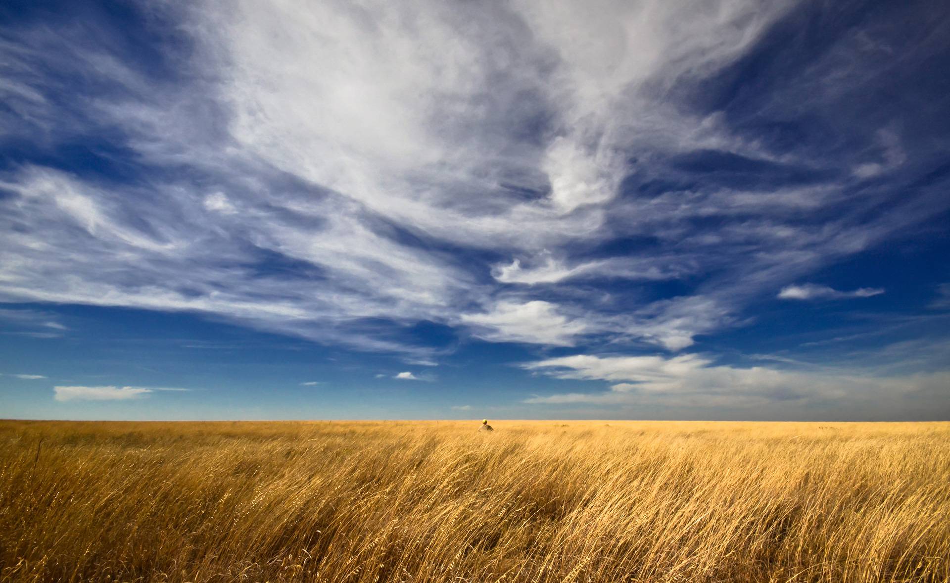 Deep blue sky with wispy clouds above golden field 