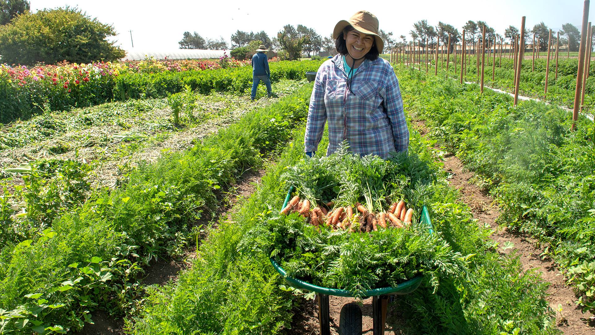 Smiling woman with hat in field with rows of carrots holding a wheelbarrow full of harvested carrots