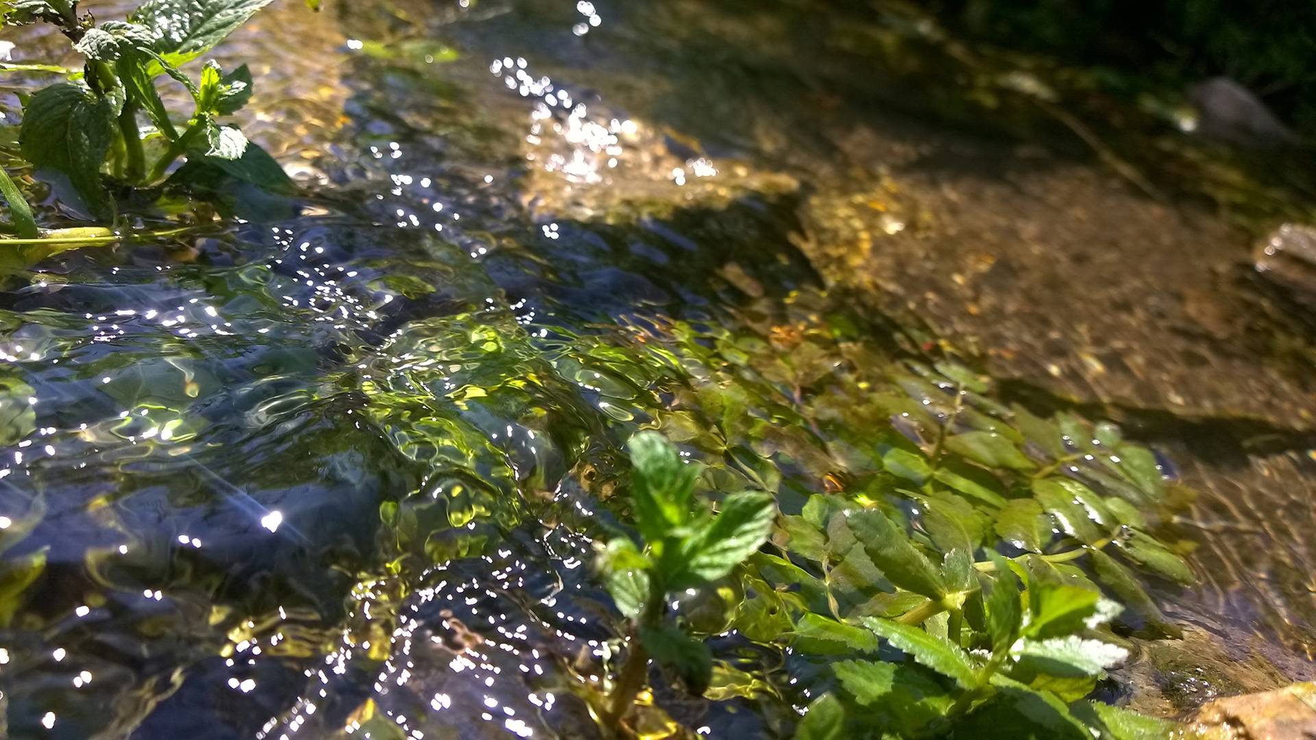 Clear water in stream with green plants visible underneath water