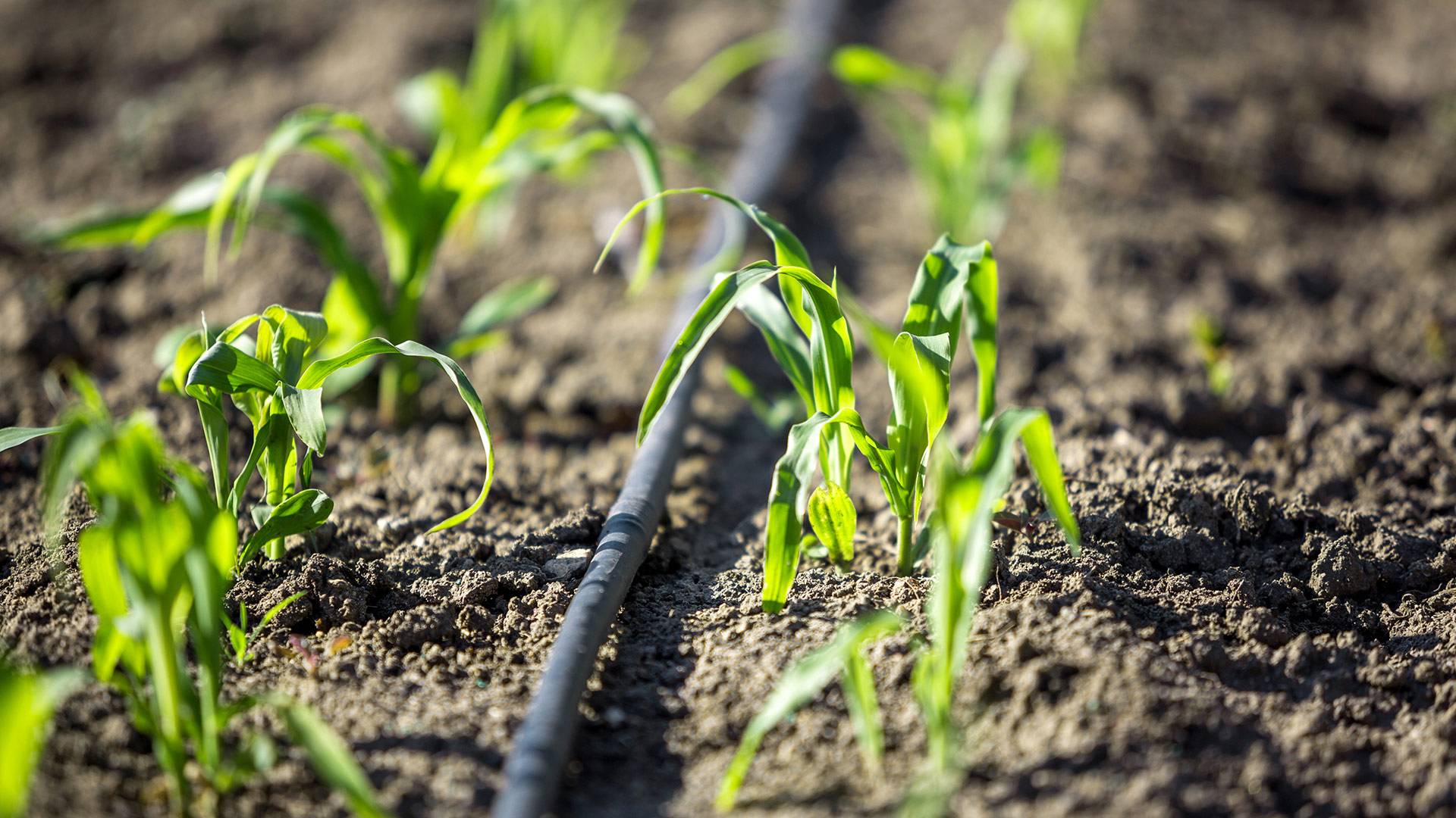 Plants sprouting in soil with irrigation 