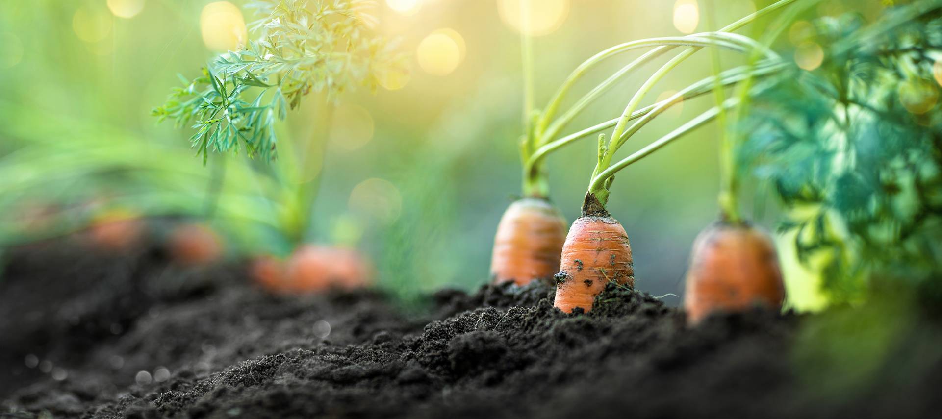 Carrots growing in rich soil