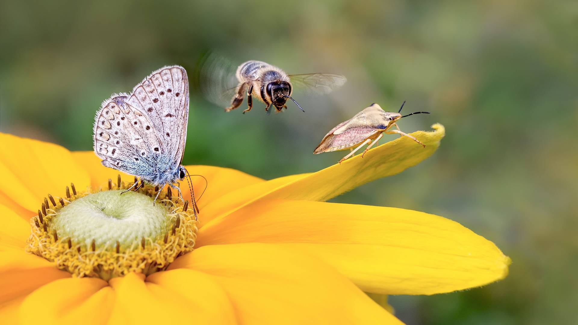 Bee hovering above bright golden flower which has one moth with folded in wings on petak, and another with wings up standing on flowers center disc